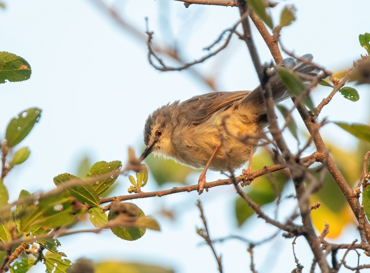 Tawny-flanked Prinia - ML652692451