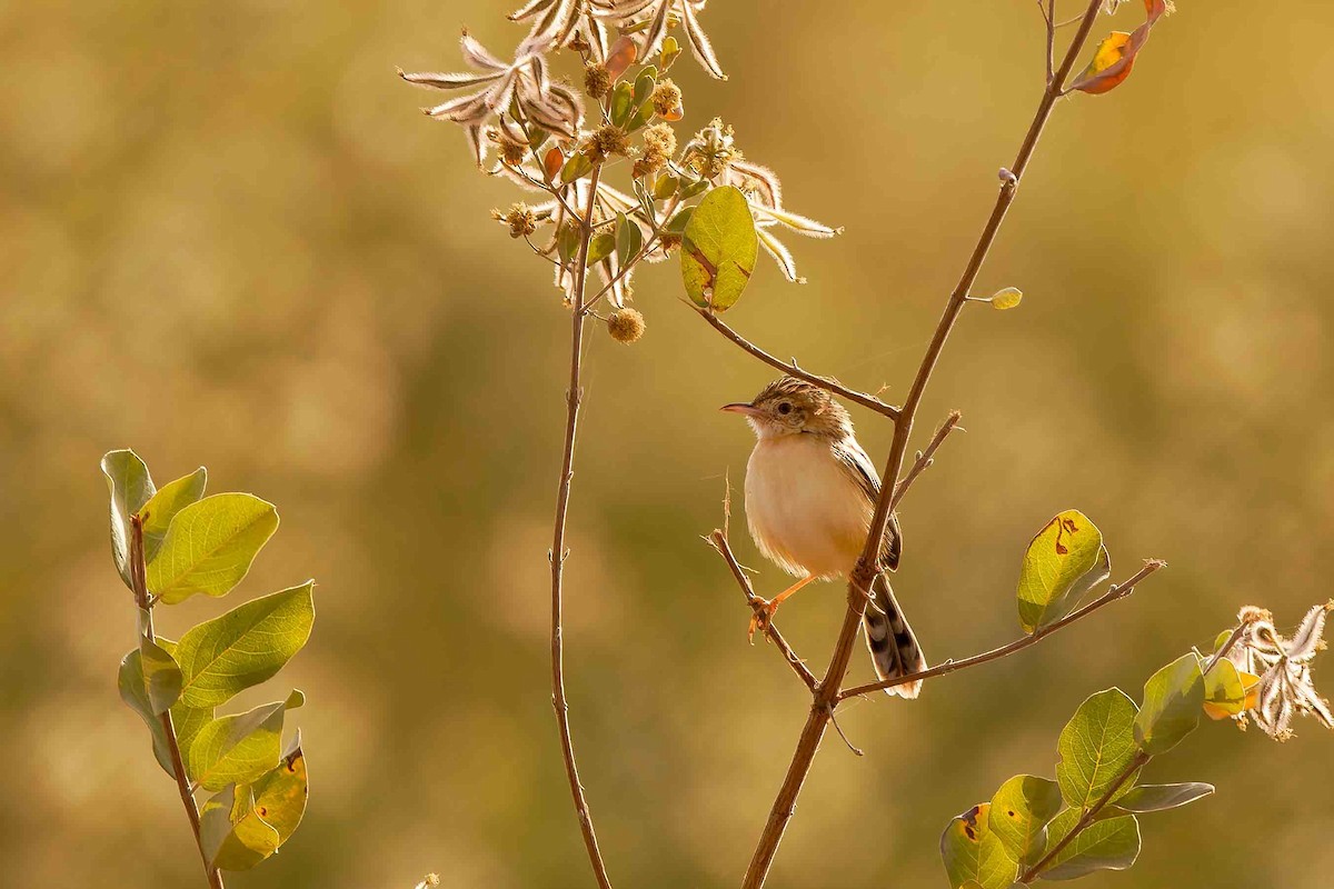 Tawny-flanked Prinia - ML652692527