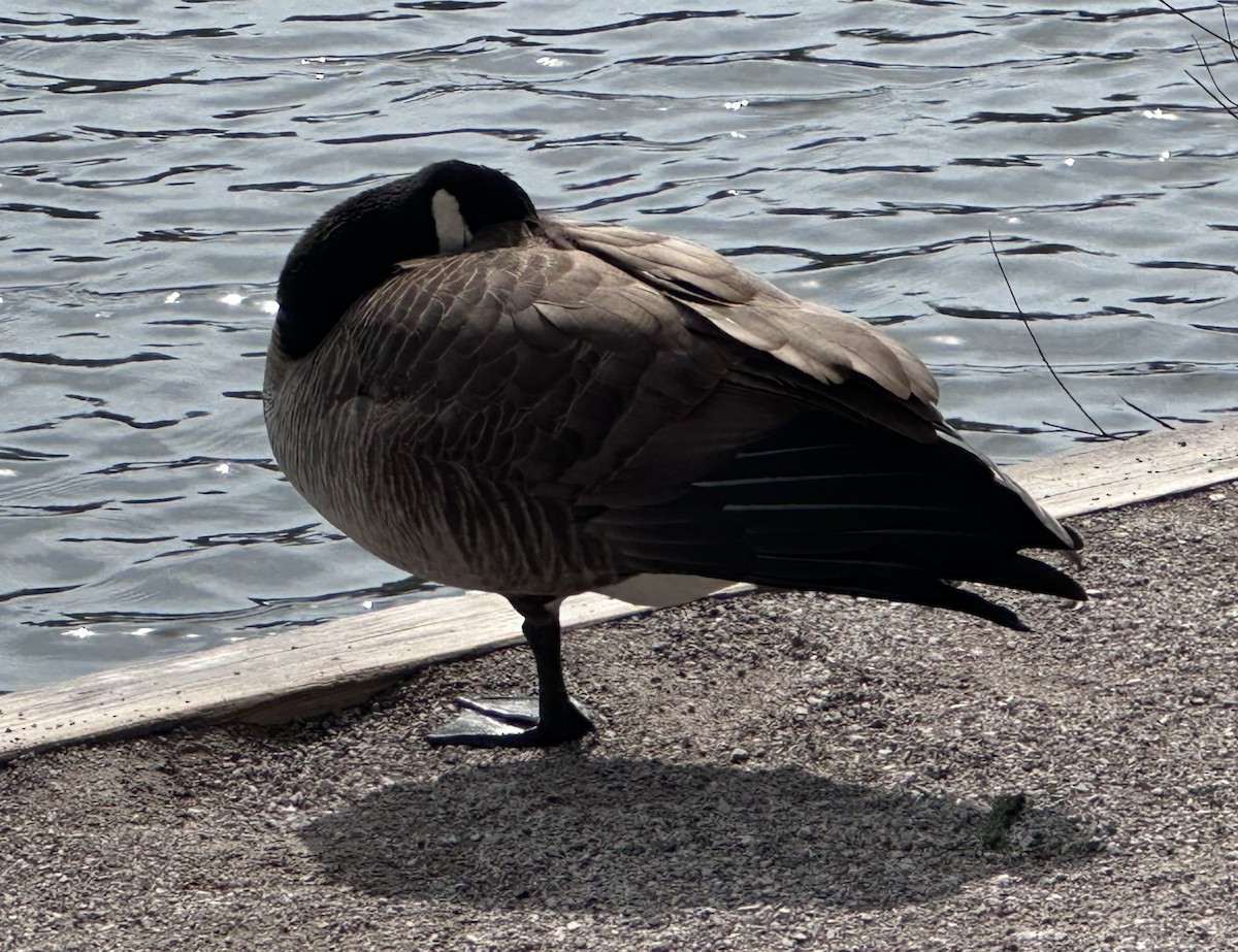 Canada Goose - ML652692564