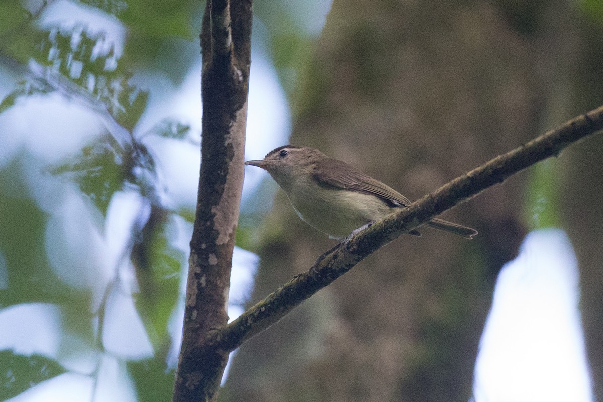 Kahverengi Vireo - ML65269271