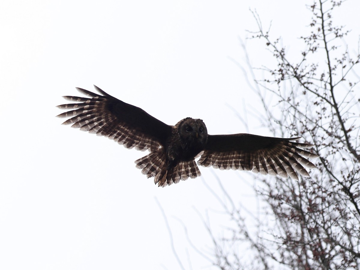 Habichtskauz - ML652692870