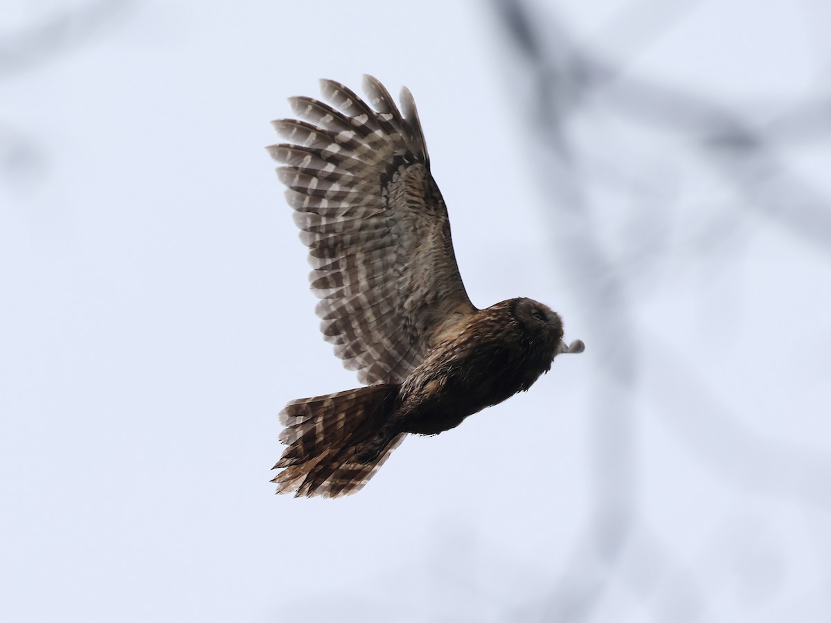 Habichtskauz - ML652692871