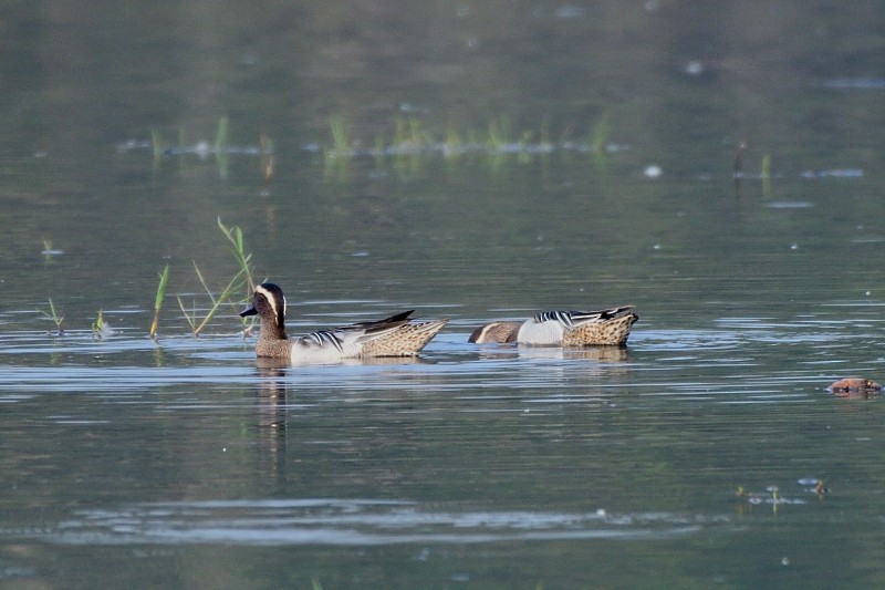 발구지 - ML652692939