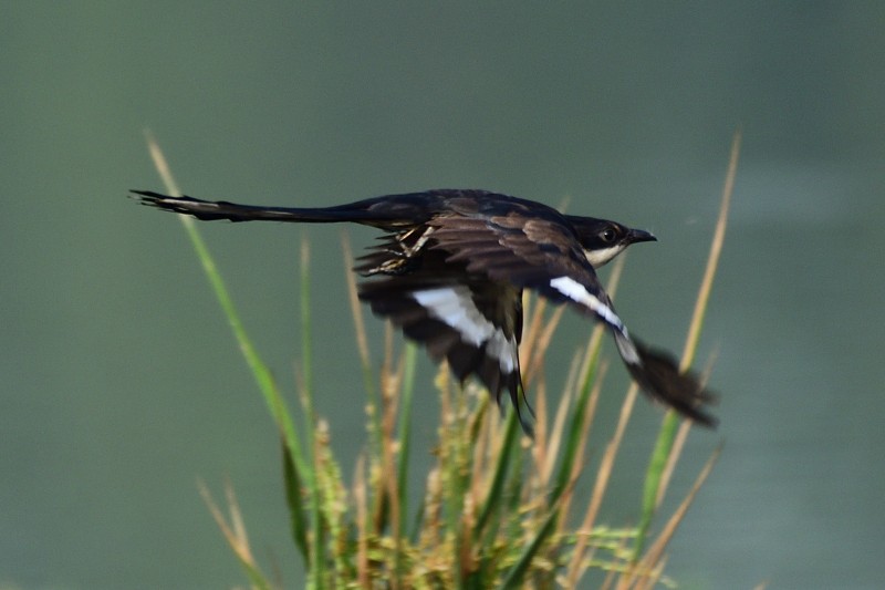 Pied Cuckoo - ML652692952