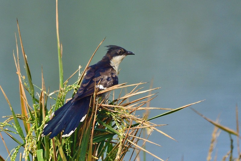 Pied Cuckoo - ML652692953