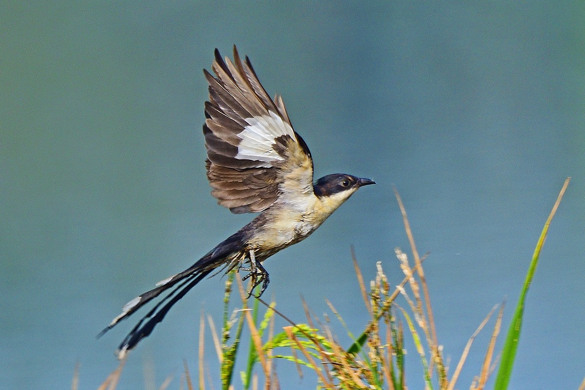 Pied Cuckoo - ML652692954