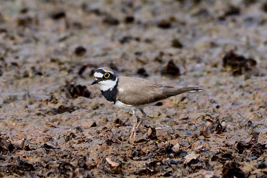 꼬마물떼새 - ML652692956