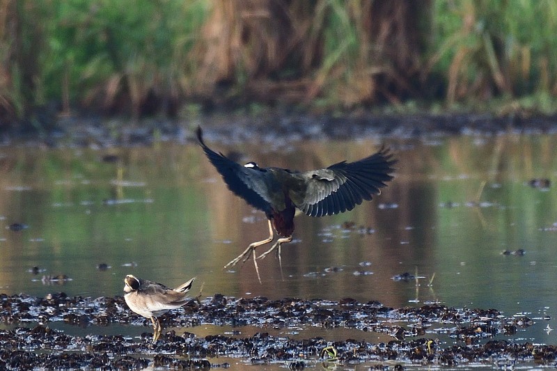 Bronze-winged Jacana - ML652692965