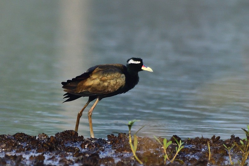 Bronze-winged Jacana - ML652692966