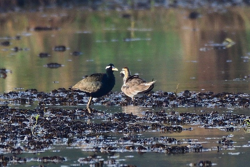 Bronze-winged Jacana - ML652692967