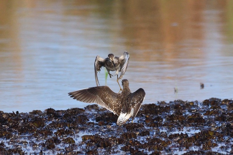 알락도요 - ML652692973