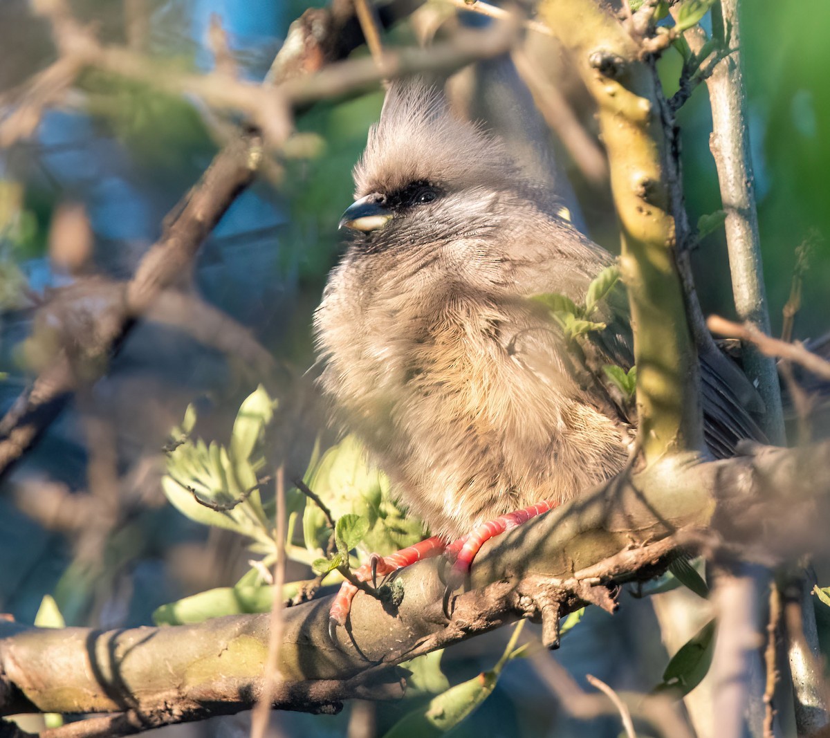 Чепіга бурокрила - ML652692974