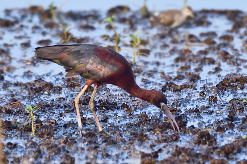 적갈색따오기 - ML652693005