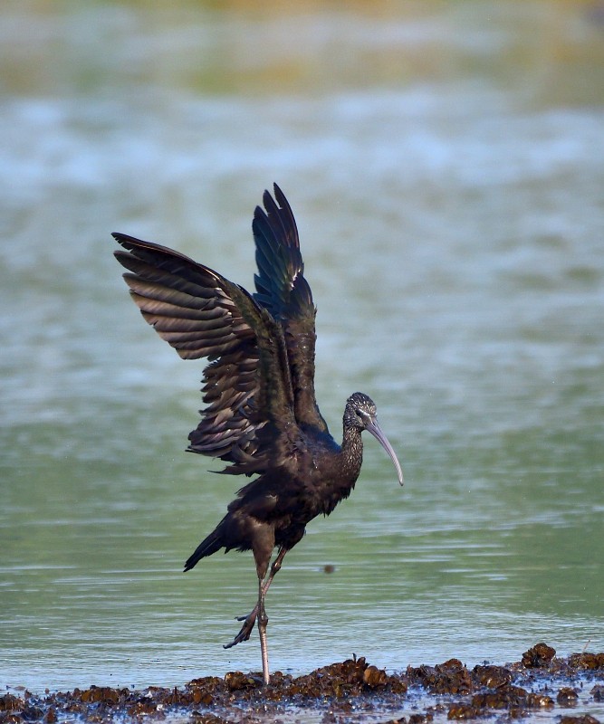 적갈색따오기 - ML652693006