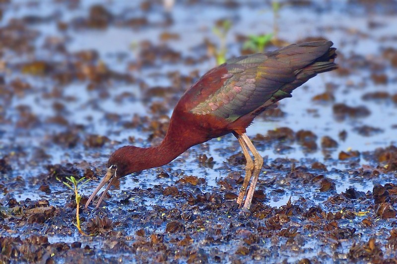 적갈색따오기 - ML652693007