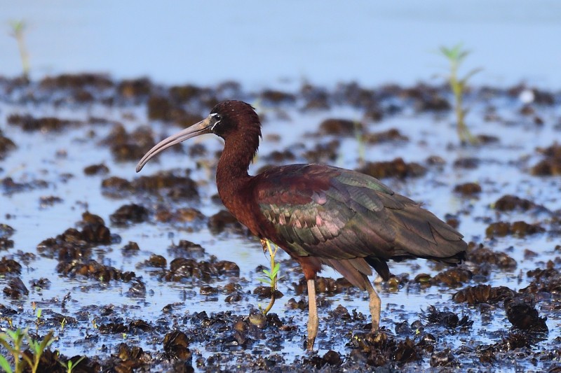 적갈색따오기 - ML652693008