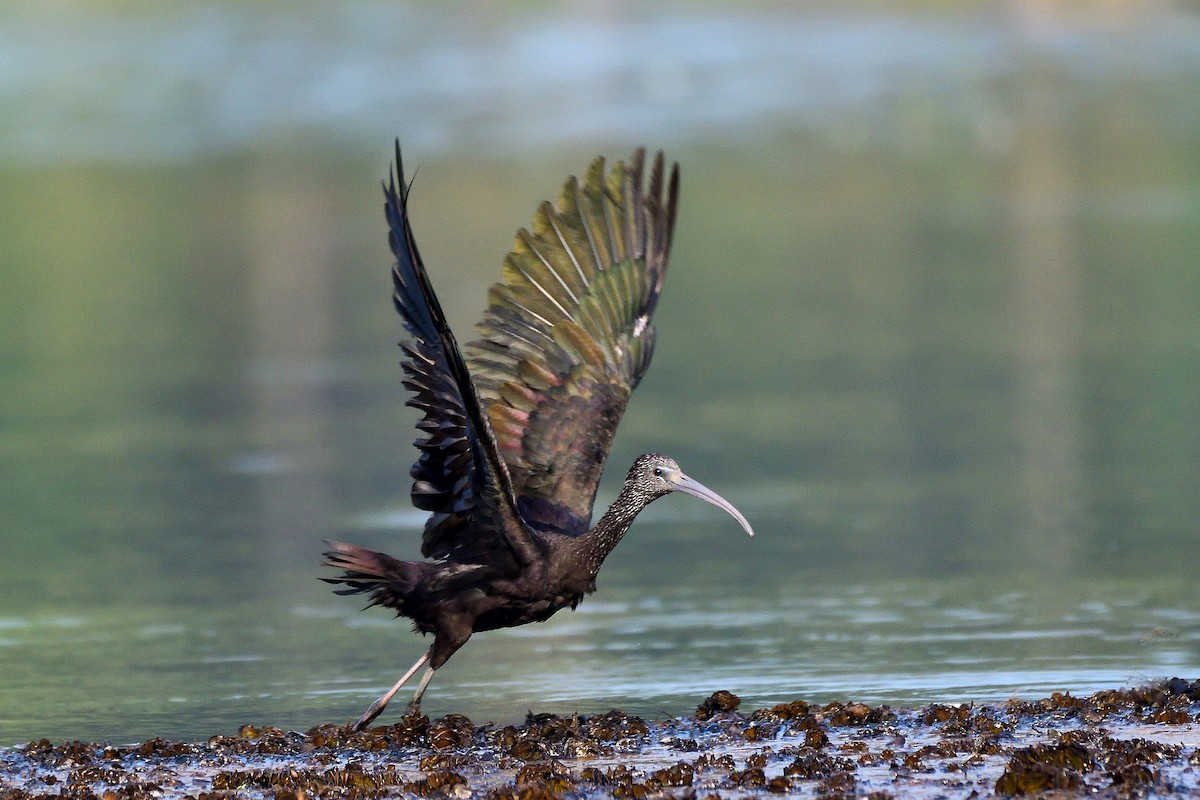 적갈색따오기 - ML652693009