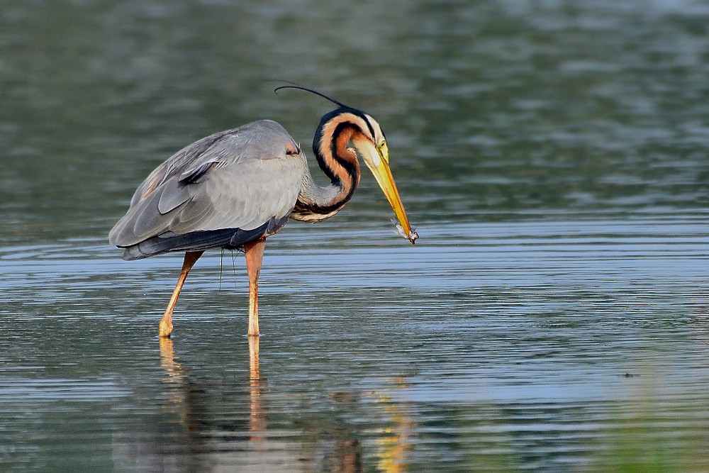 붉은왜가리 - ML652693029