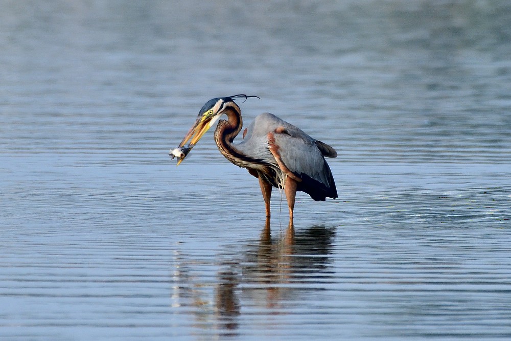 붉은왜가리 - ML652693030