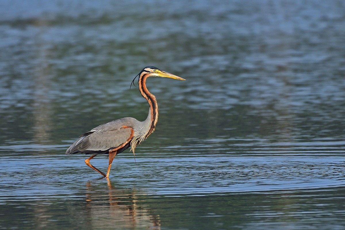 붉은왜가리 - ML652693031