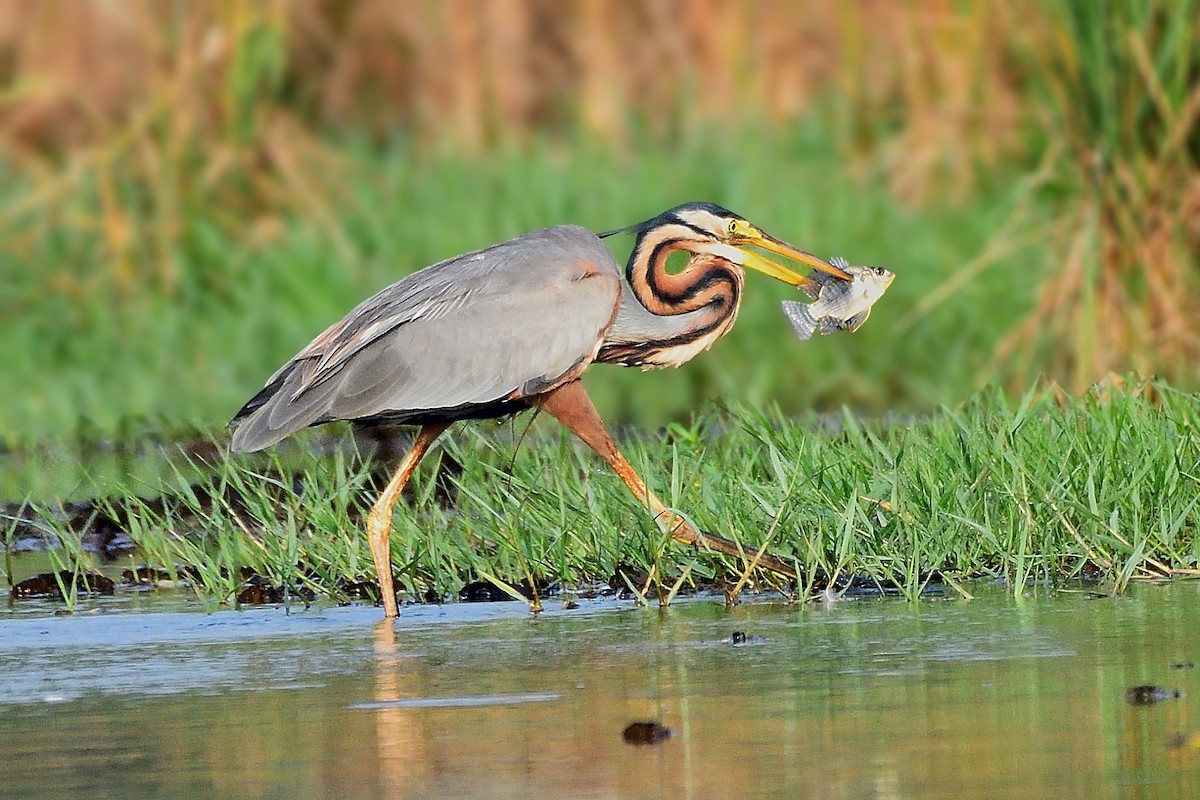 붉은왜가리 - ML652693032