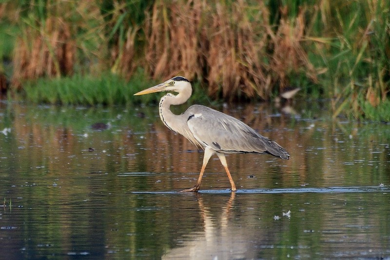 왜가리 - ML652693050