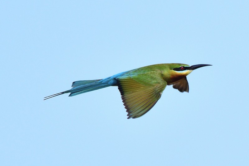 Blue-tailed Bee-eater - ML652693054