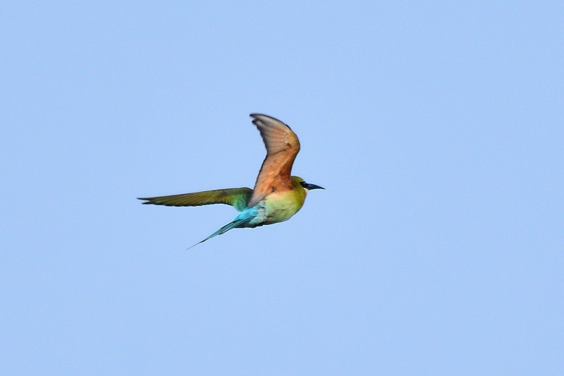 Blue-tailed Bee-eater - ML652693055