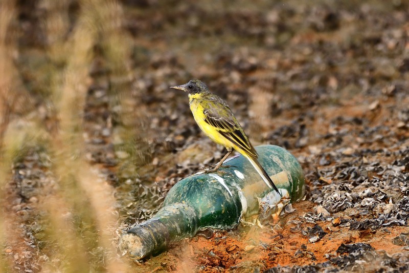 서양긴발톱할미새 - ML652693138