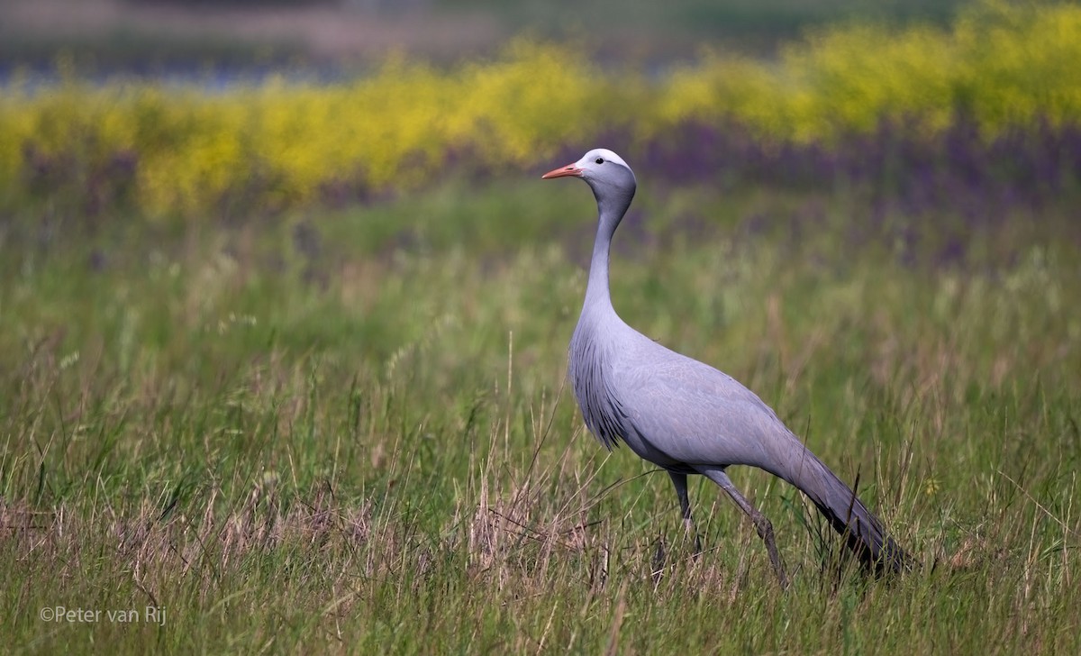 Blue Crane - ML652693198