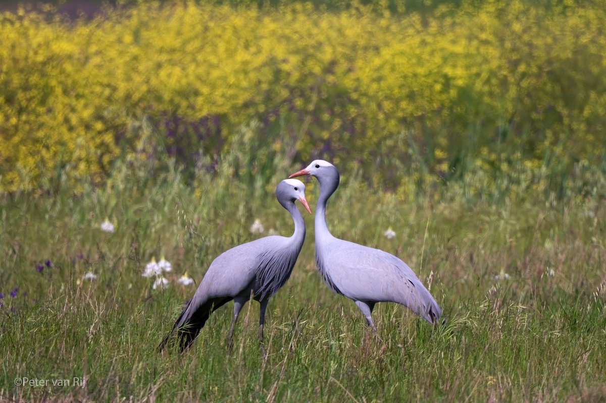 Blue Crane - ML652693199