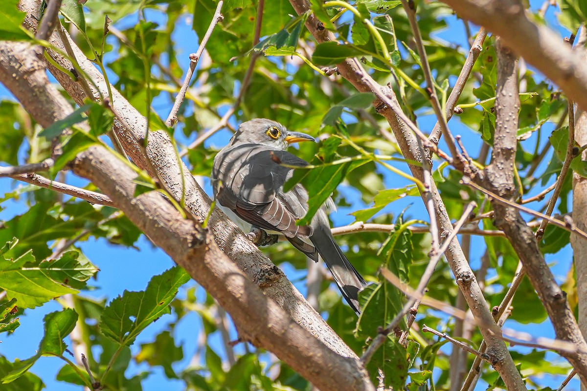 Coulicou à bec jaune - ML652693208