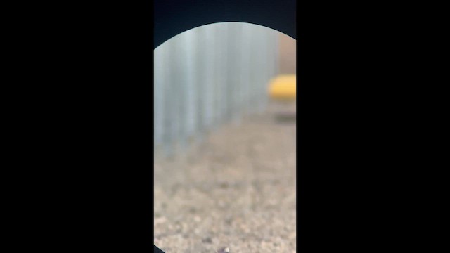 Killdeer - ML652693435