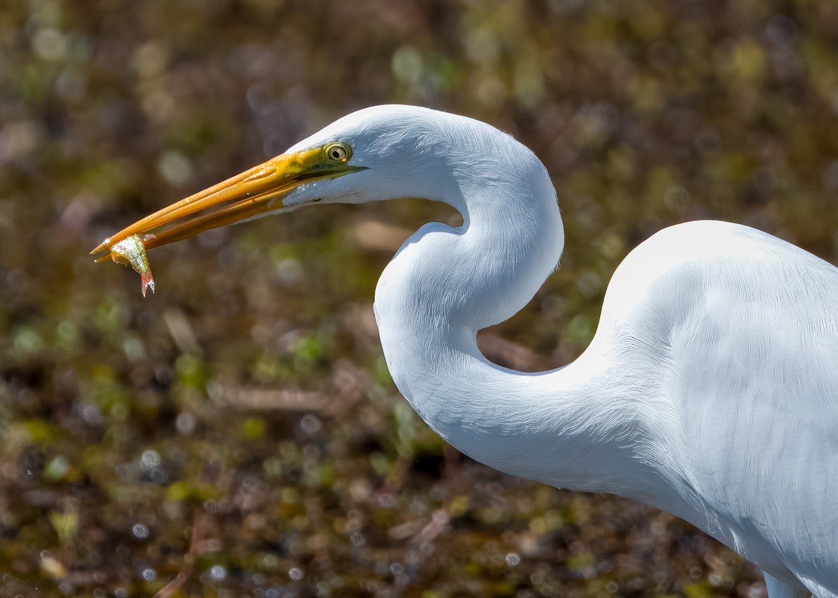 Garceta Grande - ML652693487