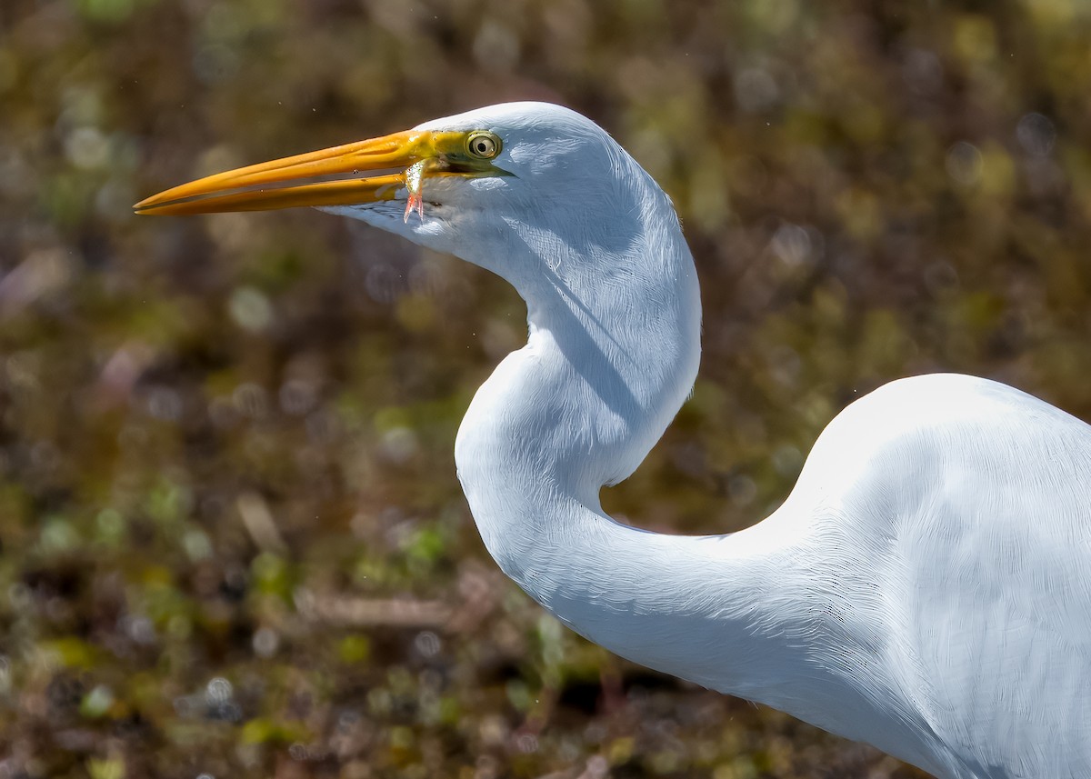 Garceta Grande - ML652693488