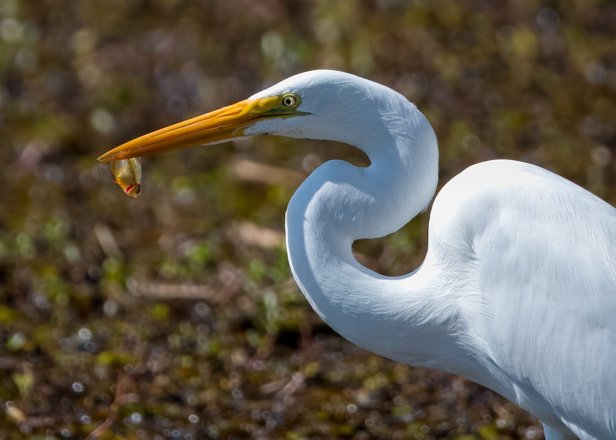 Garceta Grande - ML652693489