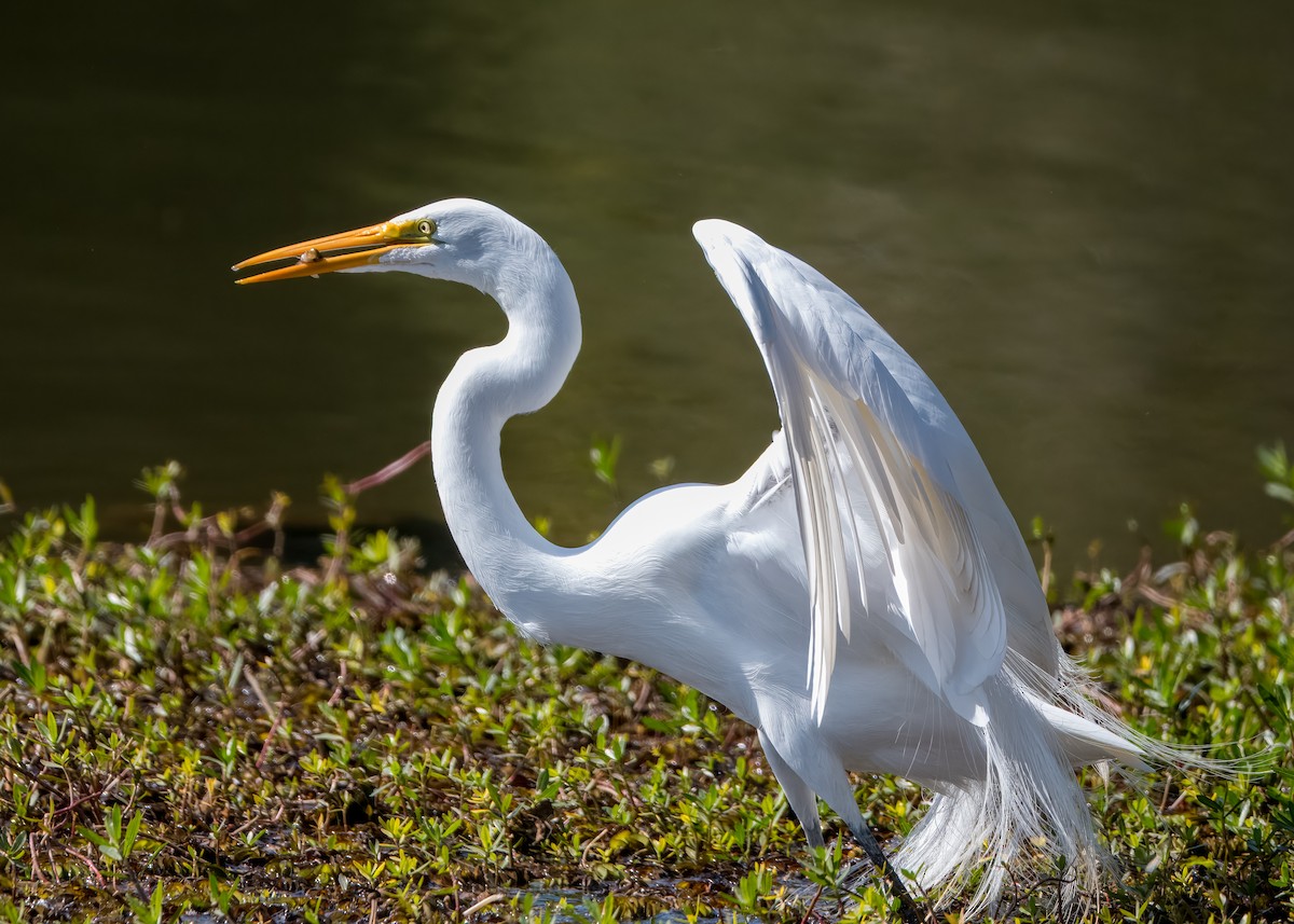 Garceta Grande - ML652693490