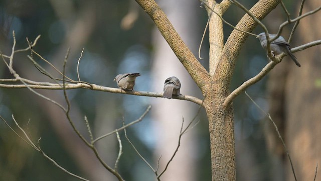 Jungle Babbler - ML652693669
