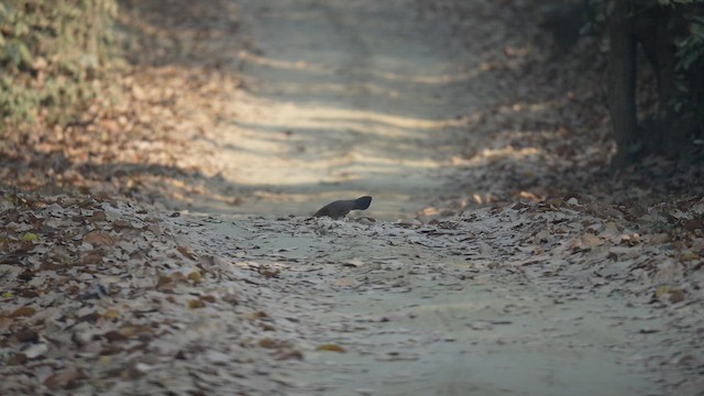 Red Junglefowl - ML652693811