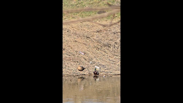 Mallard (Domestic type) - ML652693861