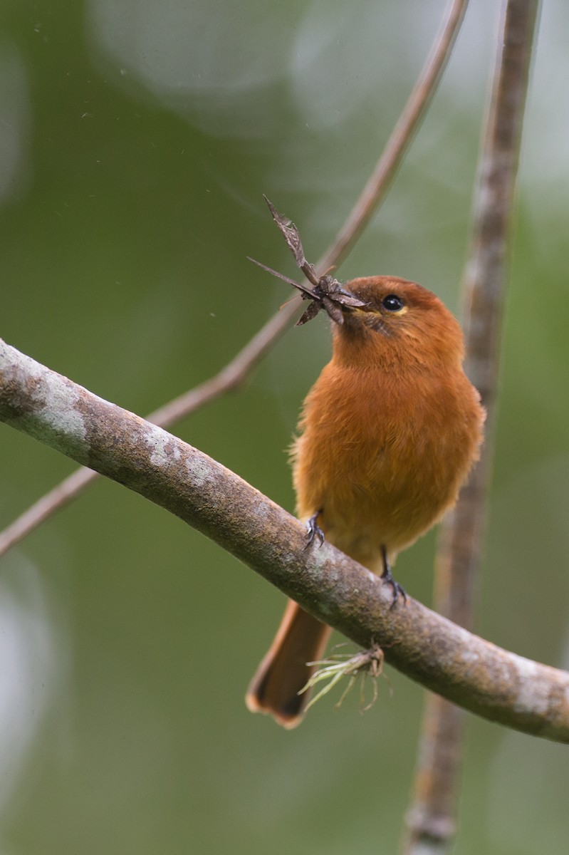 Cinnamon Flycatcher - ML65269401