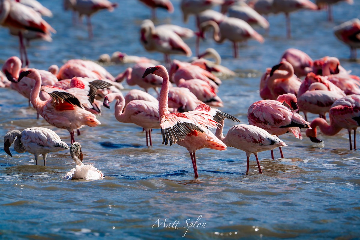 Lesser Flamingo - ML652694127
