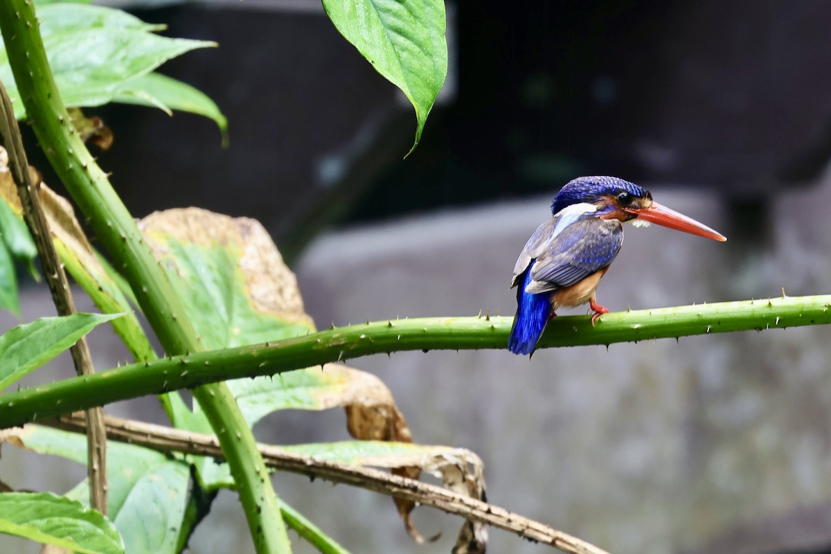 Blue-eared Kingfisher - ML652694170