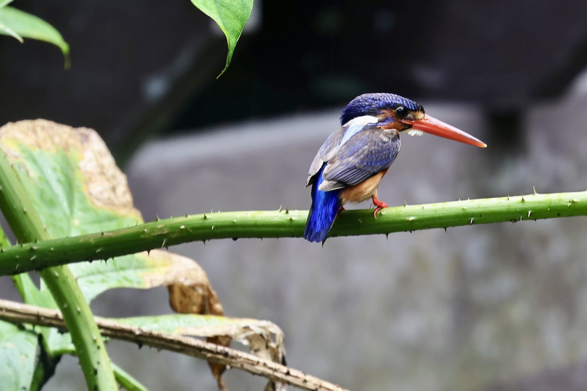 Blue-eared Kingfisher - ML652694171