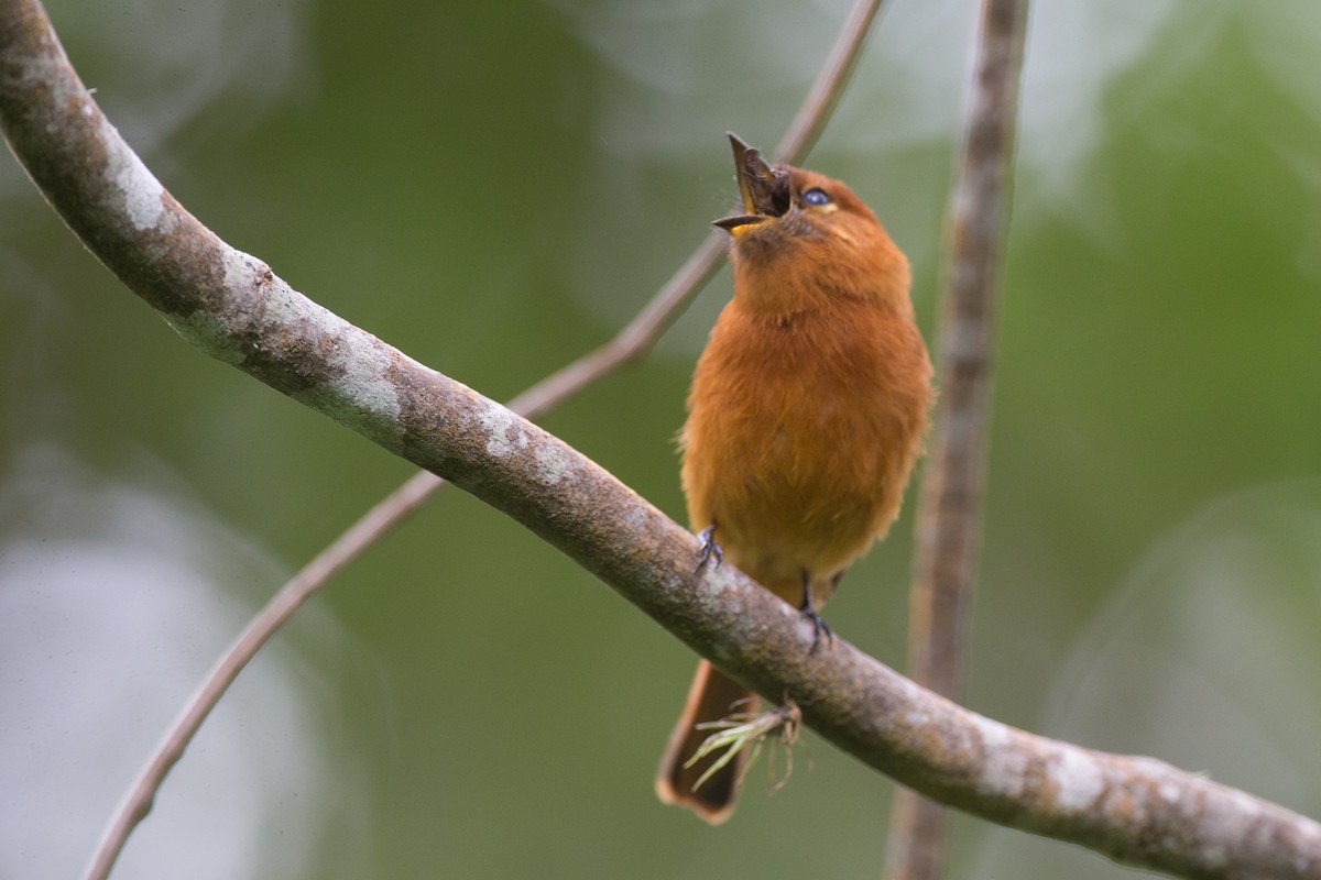 Cinnamon Flycatcher - ML65269421