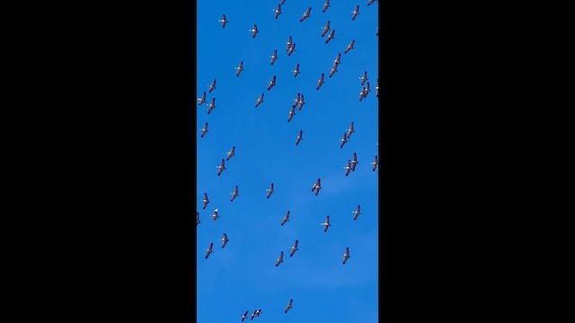 Sandhill Crane - ML652694216