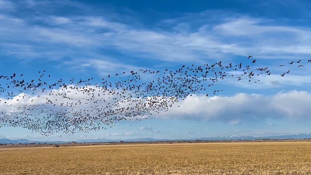 Sandhill Crane - ML652694228