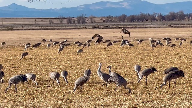 Sandhill Crane - ML652694230