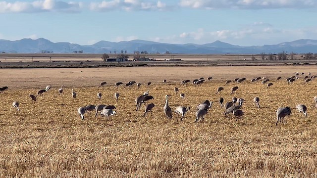 Sandhill Crane - ML652694233