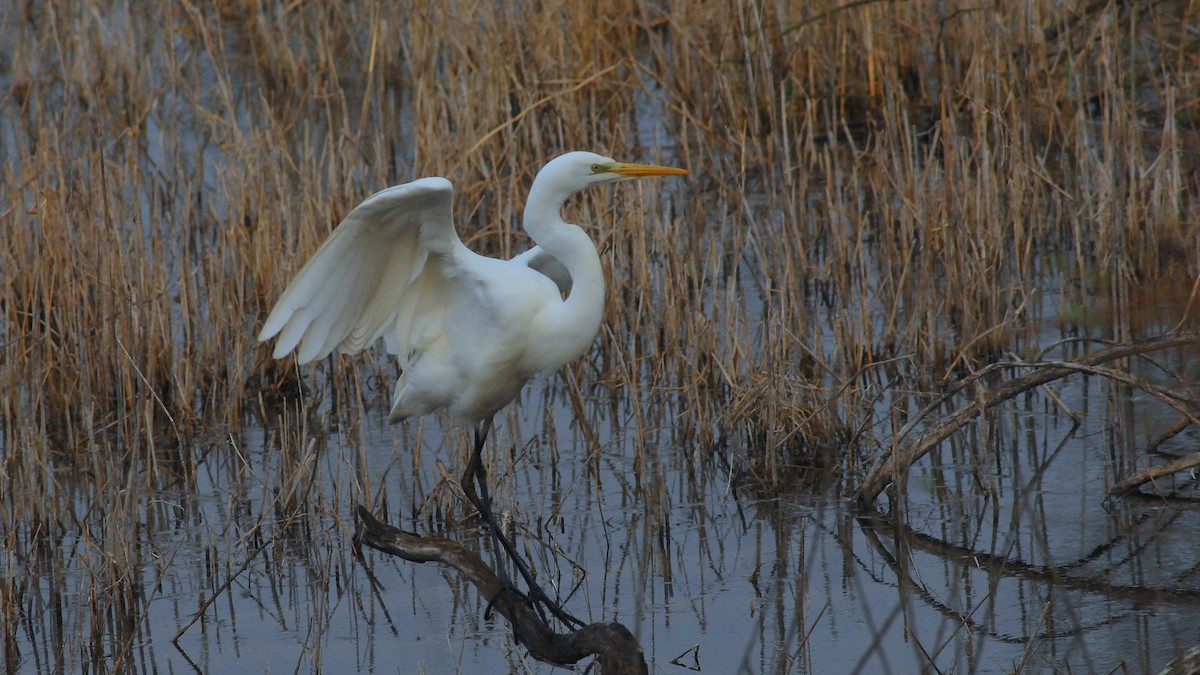 Garceta Grande - ML652694399